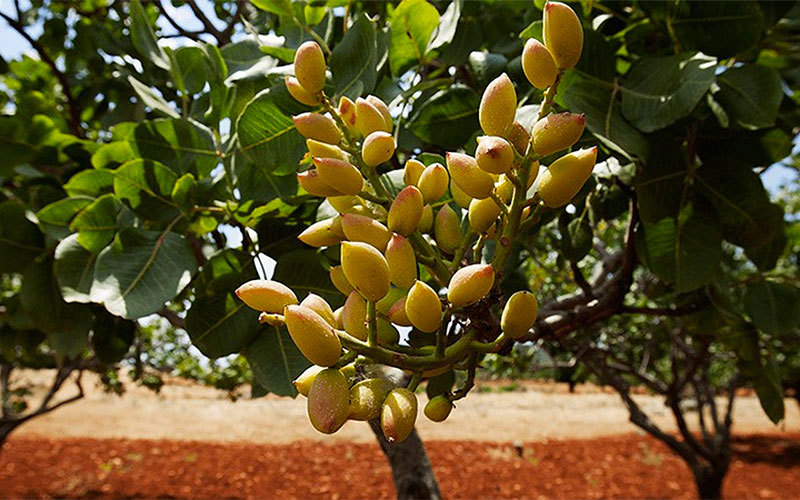 Pistachio: properties, nutritional values ​​and use in the kitchen